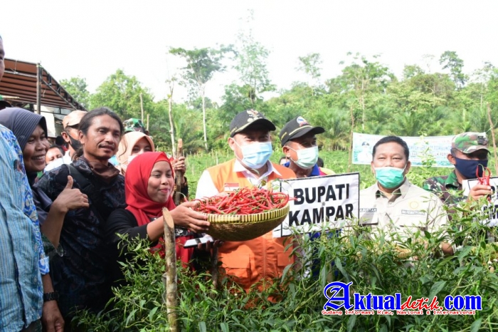 Bupati Kampar Apresiasi Para Petani Cabai Atas Suksesnya Panen